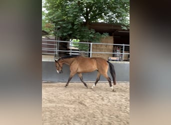 Westfaliano, Caballo castrado, 16 años, 167 cm, Castaño