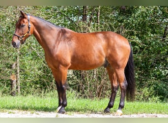 Westfaliano, Caballo castrado, 16 años, 168 cm, Castaño