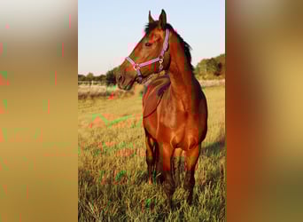 Westfaliano, Caballo castrado, 16 años, 168 cm, Castaño