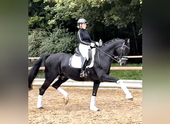 Westfaliano, Caballo castrado, 16 años, 170 cm, Negro