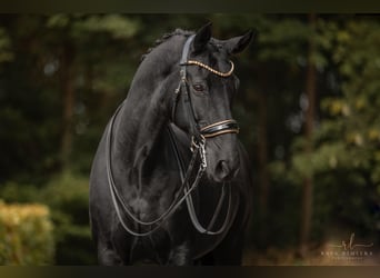 Westfaliano, Caballo castrado, 16 años, 170 cm, Negro