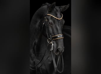 Westfaliano, Caballo castrado, 16 años, 170 cm, Negro