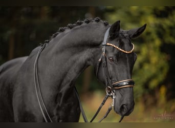 Westfaliano, Caballo castrado, 16 años, 170 cm, Negro