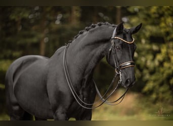 Westfaliano, Caballo castrado, 16 años, 170 cm, Negro