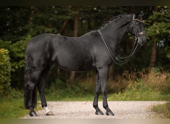 Westfaliano, Caballo castrado, 16 años, 170 cm, Negro