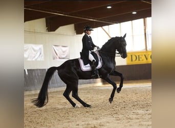 Westfaliano, Caballo castrado, 16 años, 170 cm, Negro