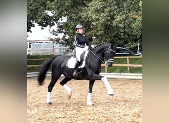 Westfaliano, Caballo castrado, 16 años, 170 cm, Negro