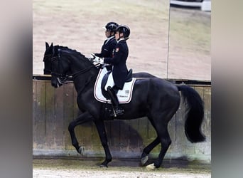 Westfaliano, Caballo castrado, 16 años, 170 cm, Negro