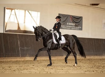 Westfaliano, Caballo castrado, 16 años, 170 cm, Negro