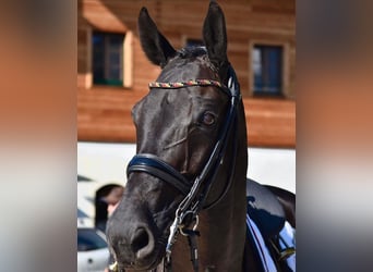 Westfaliano, Caballo castrado, 16 años, 170 cm, Negro