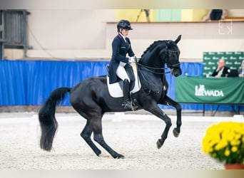 Westfaliano, Caballo castrado, 16 años, 170 cm, Negro