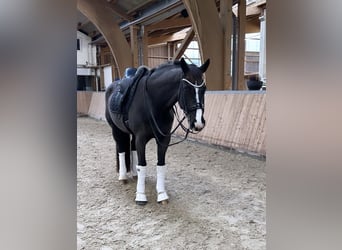 Westfaliano, Caballo castrado, 16 años, 171 cm, Negro