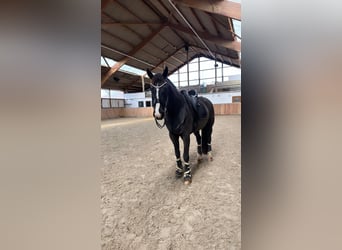 Westfaliano, Caballo castrado, 16 años, 171 cm, Negro