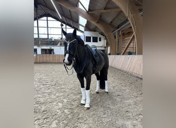 Westfaliano, Caballo castrado, 16 años, 171 cm, Negro