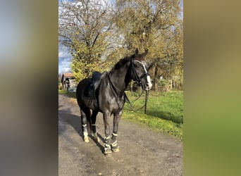 Westfaliano, Caballo castrado, 16 años, 171 cm, Negro