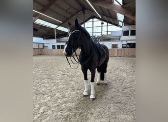 Westfaliano, Caballo castrado, 16 años, 171 cm, Negro