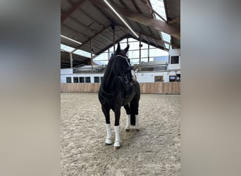 Westfaliano, Caballo castrado, 16 años, 171 cm, Negro