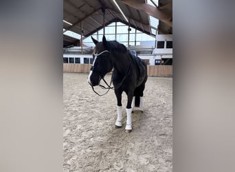 Westfaliano, Caballo castrado, 16 años, 171 cm, Negro