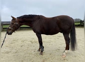 Westfaliano, Caballo castrado, 16 años, 172 cm, Alazán-tostado