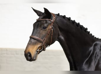 Westfaliano, Caballo castrado, 16 años, 172 cm, Castaño