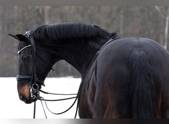 Westfaliano, Caballo castrado, 16 años, 172 cm, Castaño oscuro