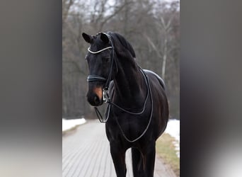 Westfaliano, Caballo castrado, 16 años, 172 cm, Castaño oscuro