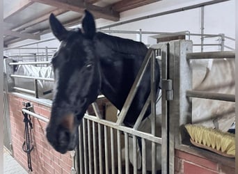 Westfaliano, Caballo castrado, 16 años, 172 cm, Castaño oscuro