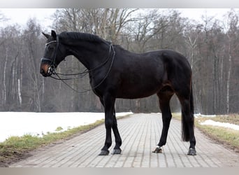 Westfaliano, Caballo castrado, 16 años, 172 cm, Castaño oscuro