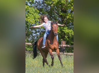 Westfaliano, Caballo castrado, 17 años, 148 cm, Castaño