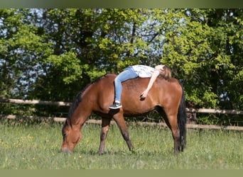 Westfaliano, Caballo castrado, 17 años, 148 cm, Castaño