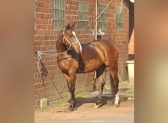 Westfaliano, Caballo castrado, 17 años, 168 cm, Castaño