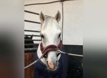Westfaliano, Caballo castrado, 17 años, 170 cm, Tordo