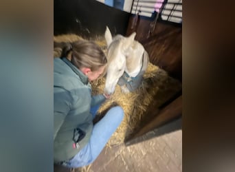 Westfaliano, Caballo castrado, 17 años, 170 cm, Tordo