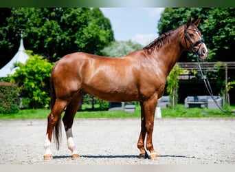Westfaliano, Caballo castrado, 17 años, 180 cm, Alazán-tostado