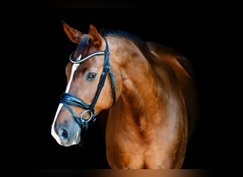 Westfaliano, Caballo castrado, 17 años, 180 cm, Alazán-tostado