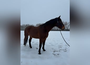 Westfaliano Mestizo, Caballo castrado, 17 años, 185 cm, Castaño
