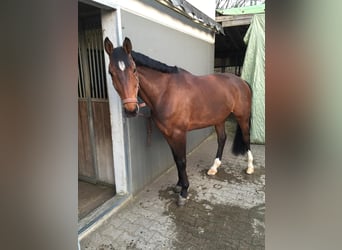 Westfaliano, Caballo castrado, 18 años, 168 cm, Castaño