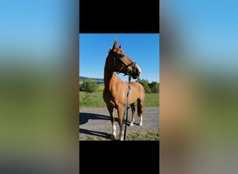 Westfaliano, Caballo castrado, 18 años, 174 cm, Alazán