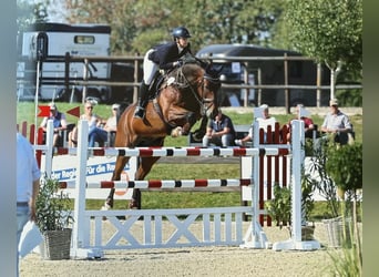 Westfaliano, Caballo castrado, 18 años, 176 cm, Castaño