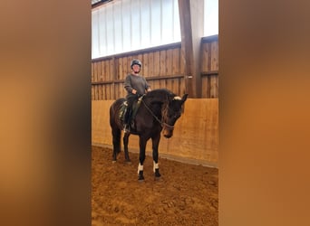 Westfaliano, Caballo castrado, 19 años, 169 cm, Castaño oscuro