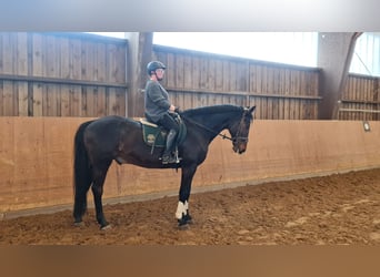 Westfaliano, Caballo castrado, 19 años, 169 cm, Castaño oscuro