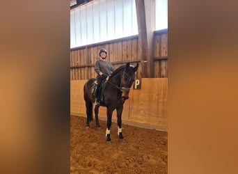 Westfaliano, Caballo castrado, 19 años, 169 cm, Castaño oscuro