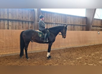 Westfaliano, Caballo castrado, 19 años, 169 cm, Castaño oscuro