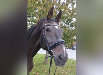 Westfaliano, Caballo castrado, 19 años, 170 cm, Castaño oscuro