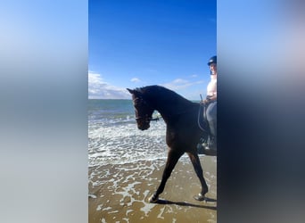 Westfaliano, Caballo castrado, 19 años, 170 cm, Castaño oscuro