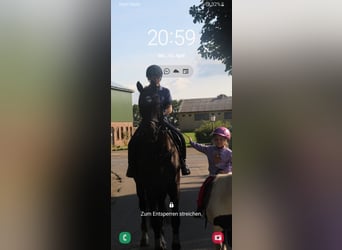 Westfaliano, Caballo castrado, 19 años, 176 cm, Negro