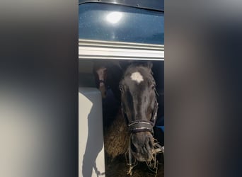 Westfaliano, Caballo castrado, 19 años, 176 cm, Negro