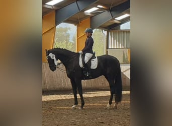 Westfaliano, Caballo castrado, 19 años, 176 cm, Negro