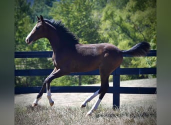 Westfaliano, Caballo castrado, 1 año, 168 cm, Castaño oscuro