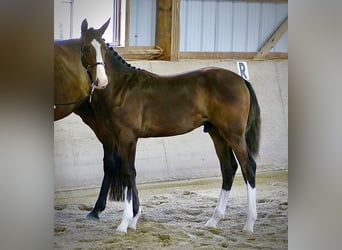 Westfaliano, Caballo castrado, 1 año, 168 cm, Castaño oscuro